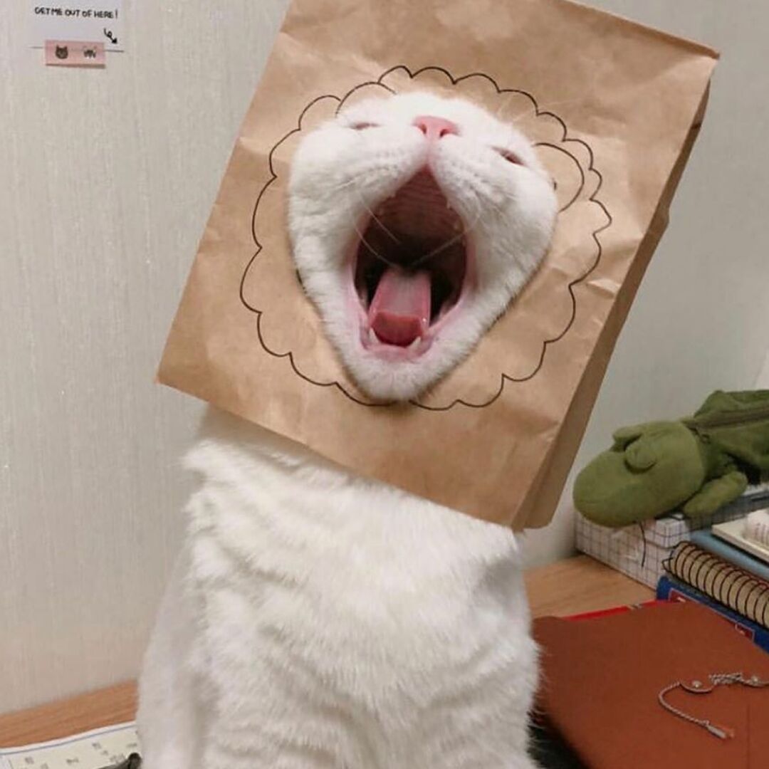 ✺◟(∗❛ัᴗ❛ั∗)◞✺