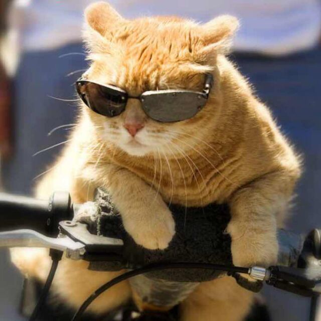 戴墨镜的猫