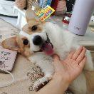 A沙砾૮₍･᷄-･᷅₎ა