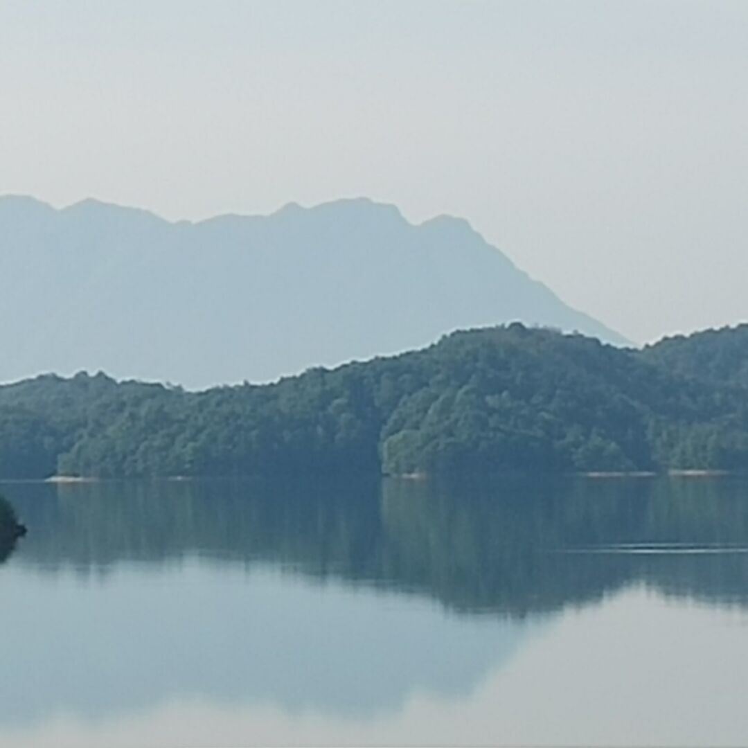 牡丹